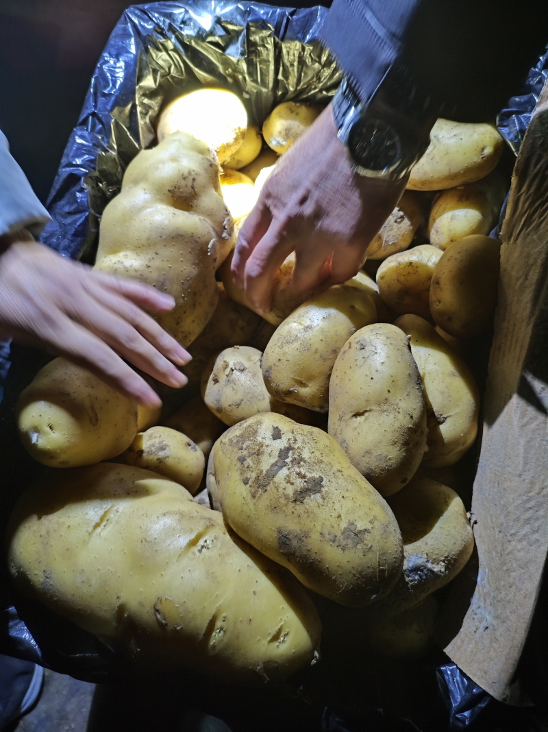 精品黄心土豆一手货源大量上市需要的老板可以下单了