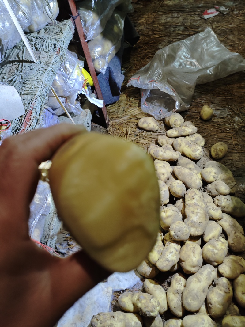 精品黄心土豆一手货源大量上市需要的老板可以下单了