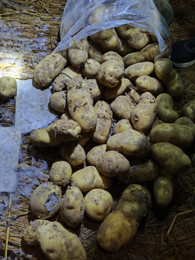 精品黄心土豆一手货源大量上市需要的老板可以下单了