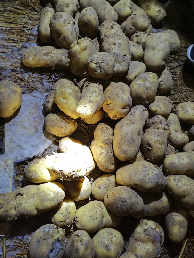 精品黄心土豆一手货源大量上市需要的老板可以下单了