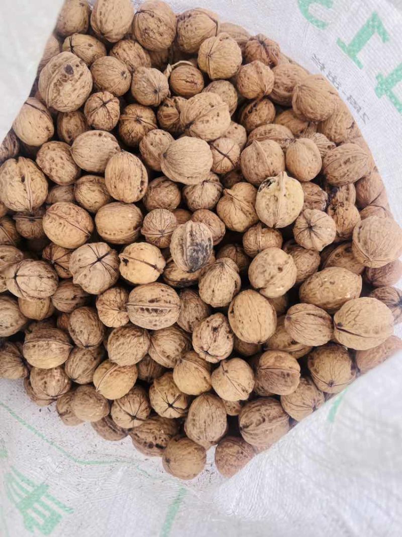 高原绿色树熟老树核桃