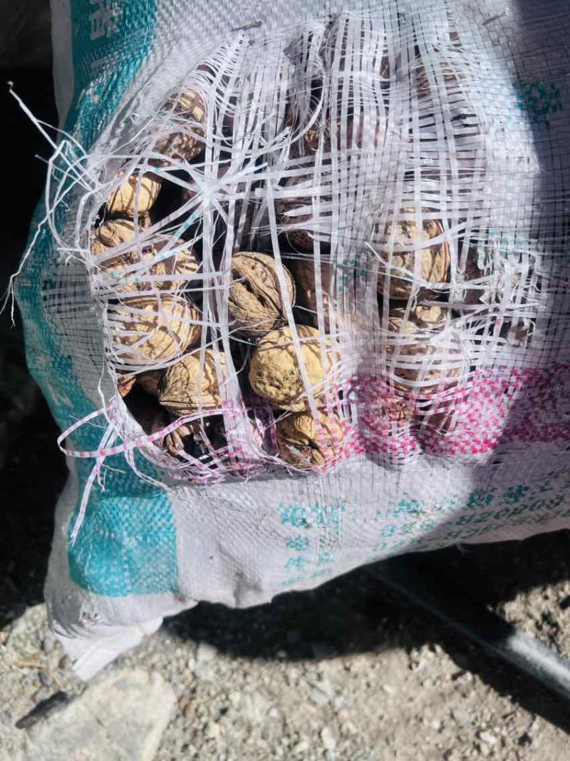 高原绿色树熟老树核桃