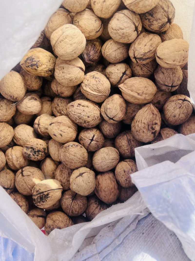 高原绿色树熟老树核桃