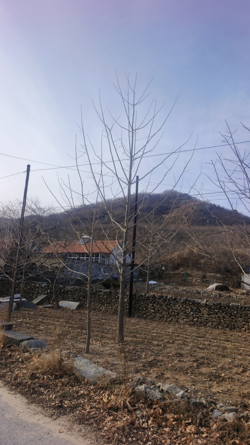 丹东银杏