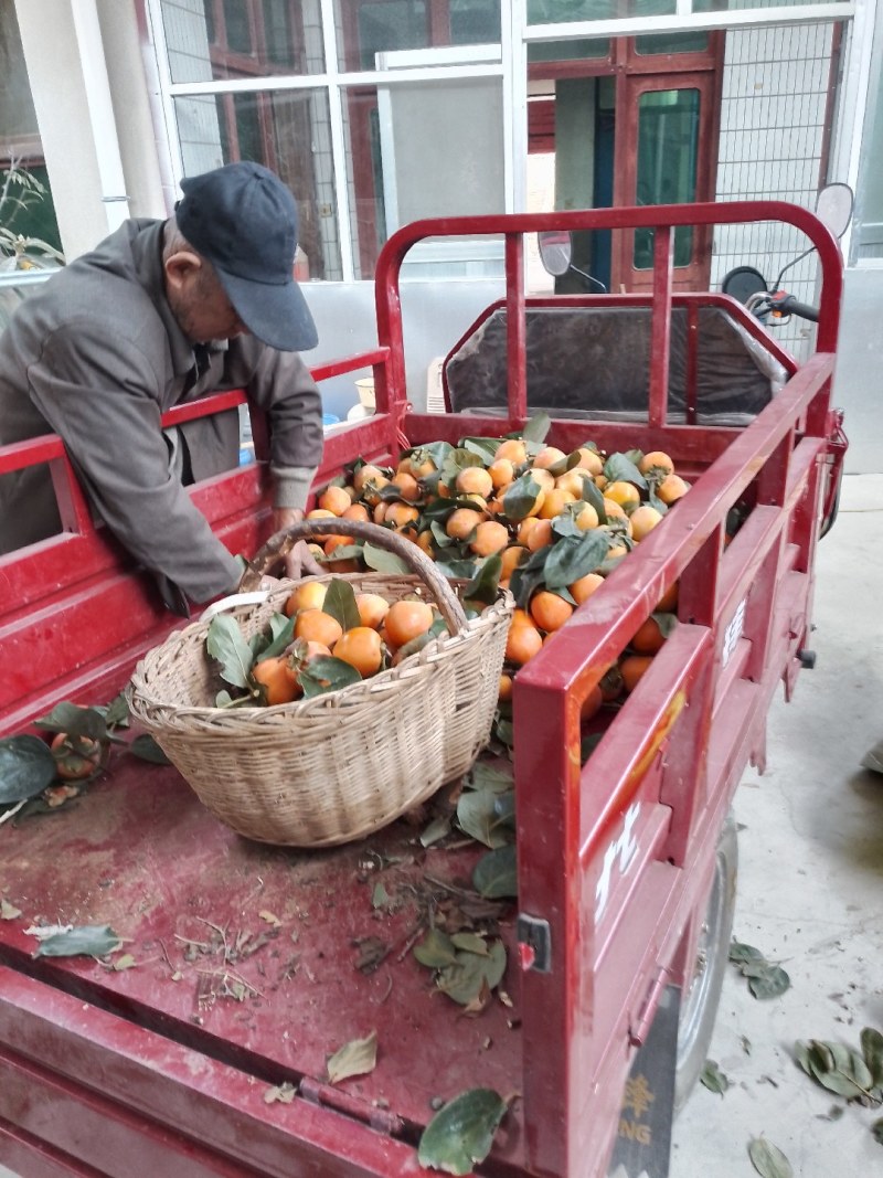 陕西富平柿饼