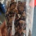精品美洲大蠊干品，精挑细选，不发霉，油性低