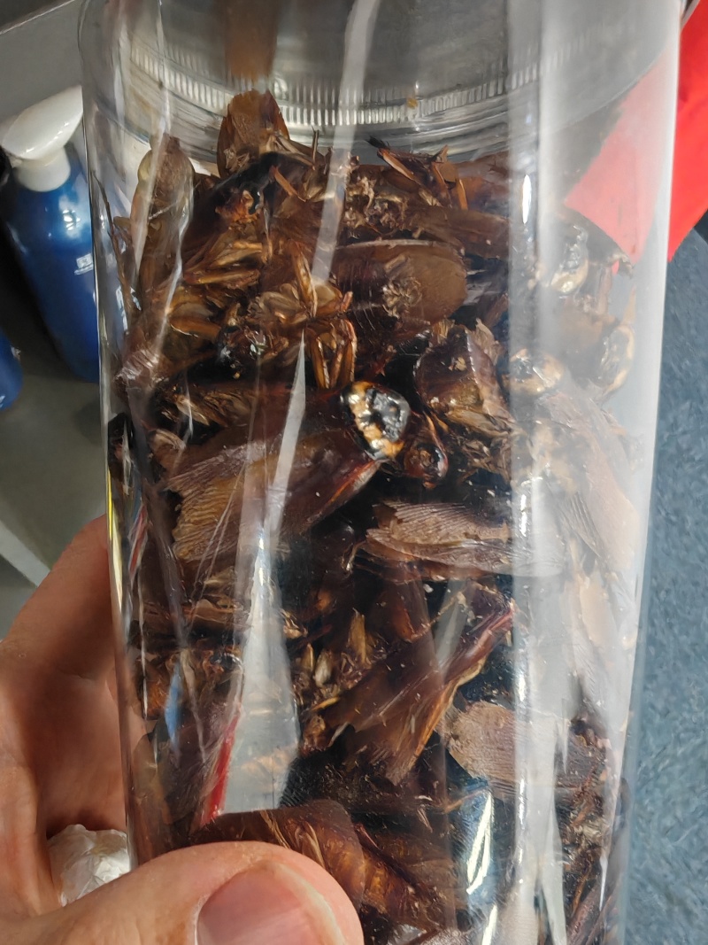 精品美洲大蠊干品，精挑细选，不发霉，油性低
