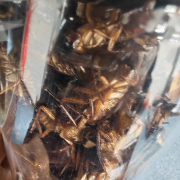精品美洲大蠊干品，精挑细选，不发霉，油性低