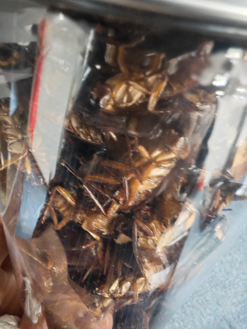 精品美洲大蠊干品，精挑细选，不发霉，油性低