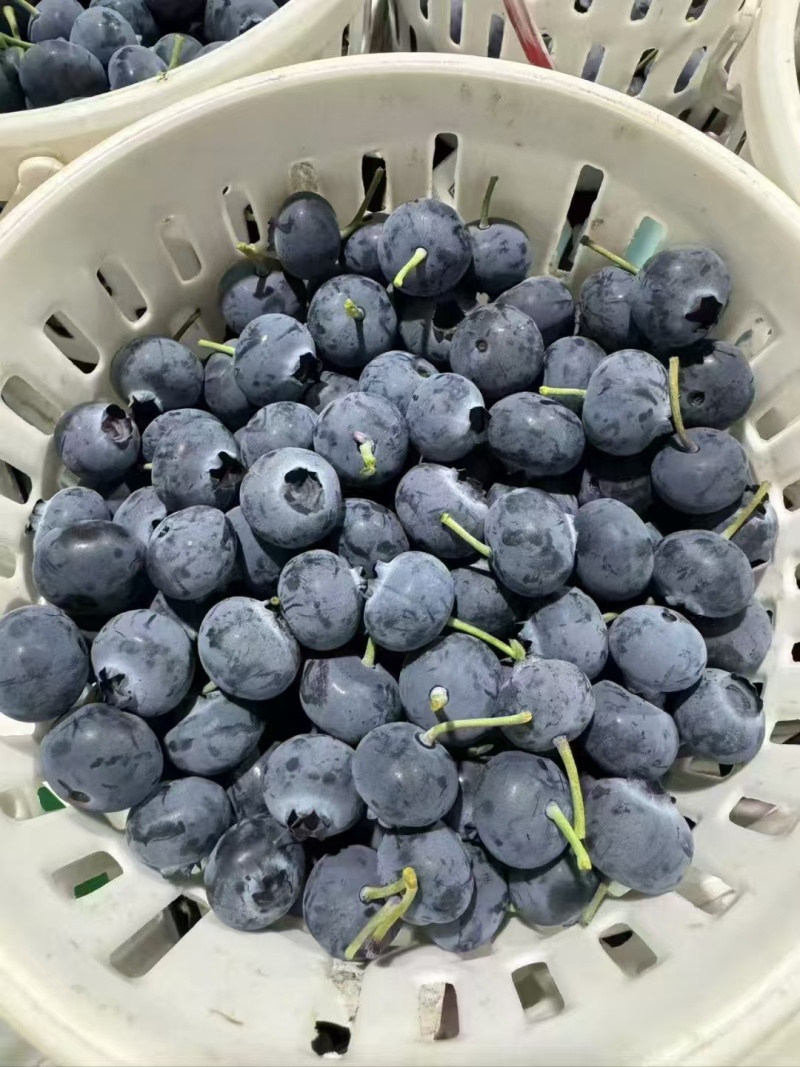蓝莓