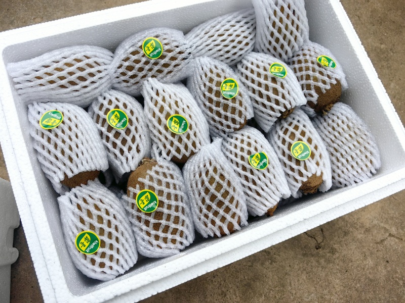 迷糊桃
