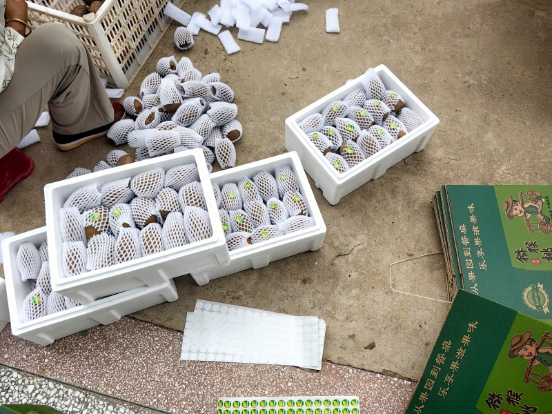 迷糊桃