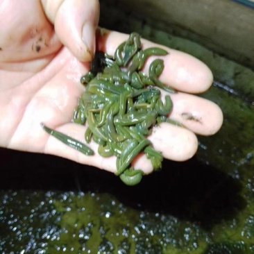 菲牛蛭满月苗