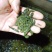 菲牛蛭满月苗