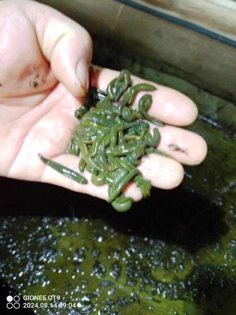 菲牛蛭满月苗