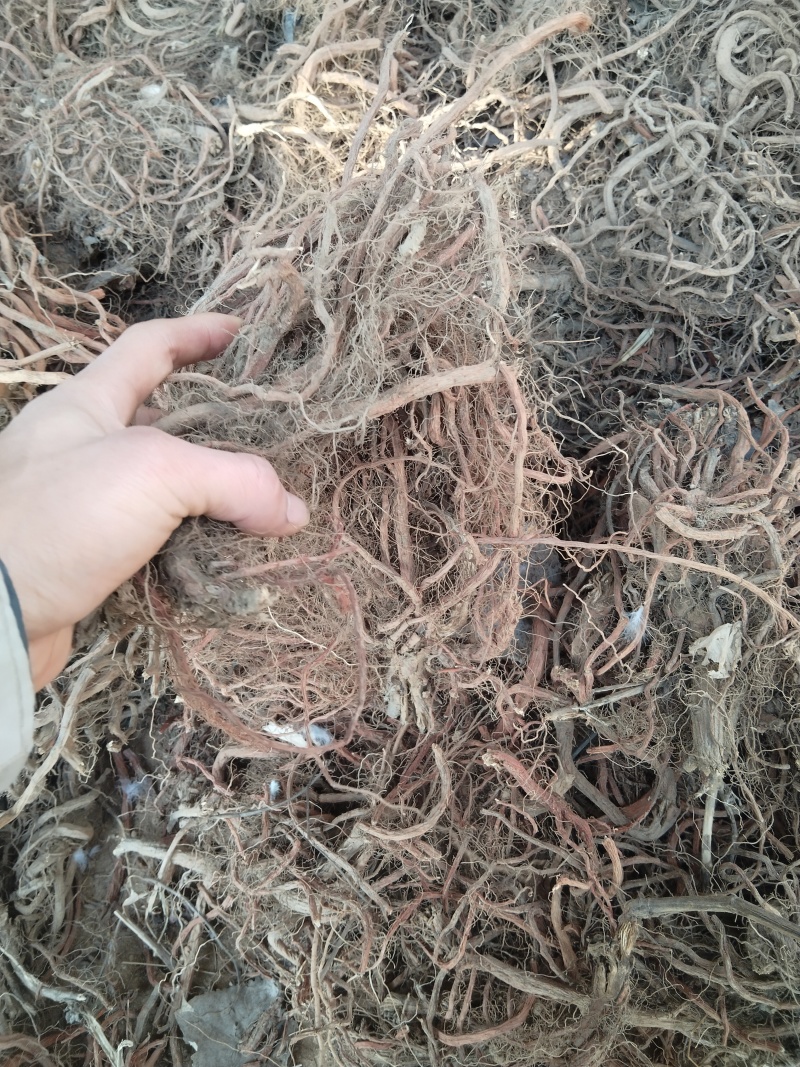 山东省临沂市平邑县干丹参通货