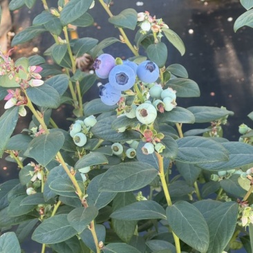 蓝莓