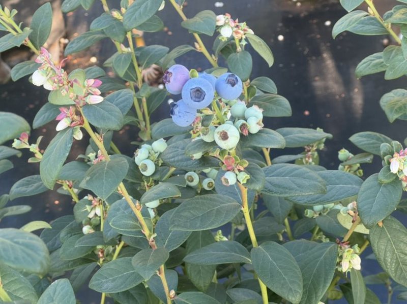 蓝莓