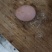 鸡蛋壳