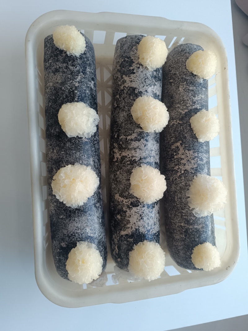 银耳菌种包，发芽的能保证质量一棒四朵，欢迎来厂区考察，联系咨