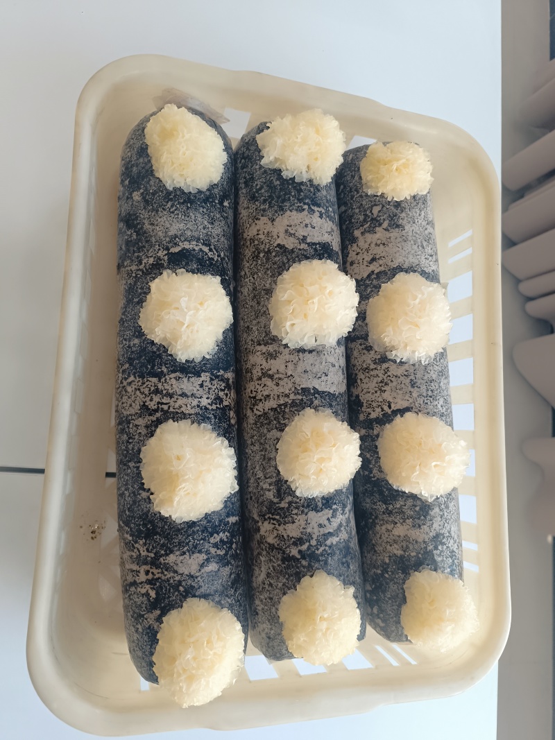 银耳菌种包，发芽的能保证质量一棒四朵，欢迎来厂区考察，联系咨