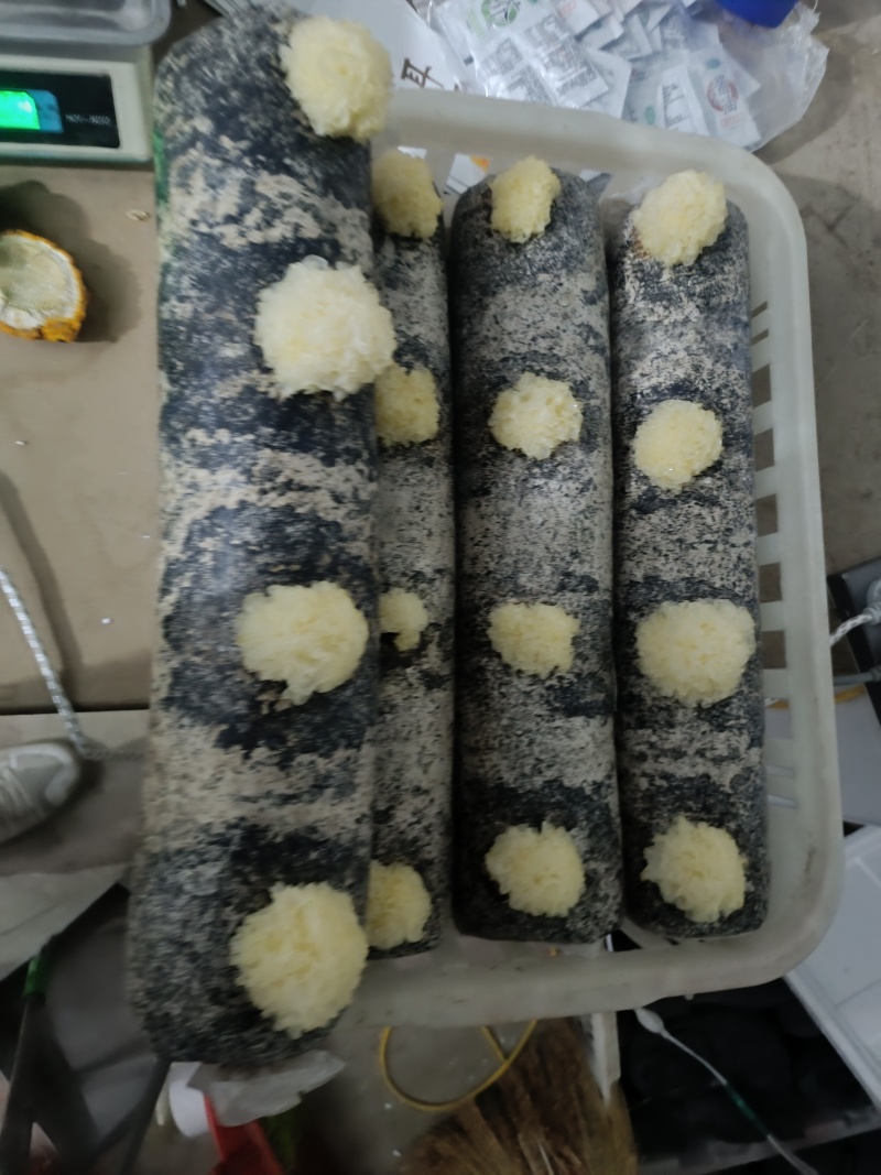 银耳菌种包，发芽的能保证质量一棒四朵，欢迎来厂区考察，联系咨