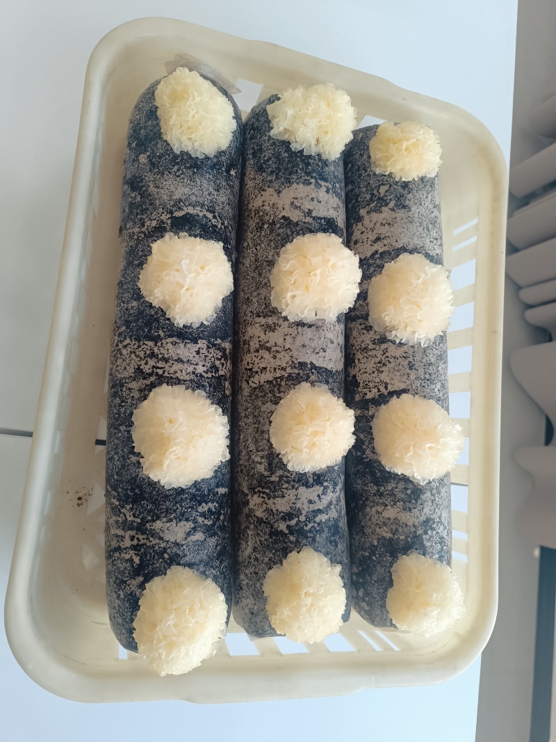 银耳菌种包，发芽的能保证质量一棒四朵，欢迎来厂区考察，联系咨