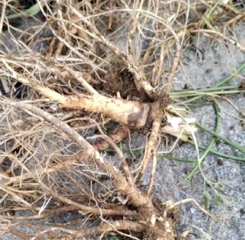 白花前胡产地直销价格优惠现挖现销欢迎各大老板采购咨询