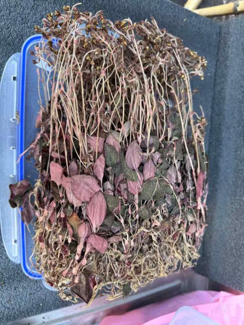 金线莲台湾红霞无加碎福建金线莲产地直供支持礼盒定制