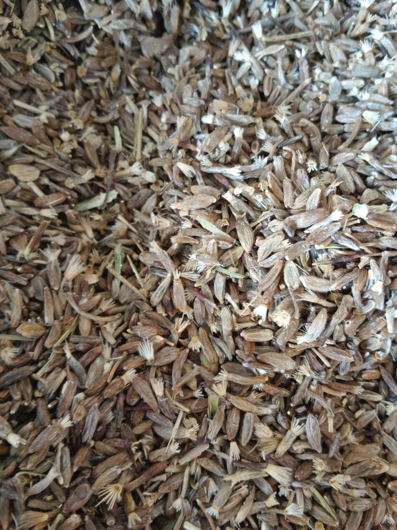 纯新白术籽