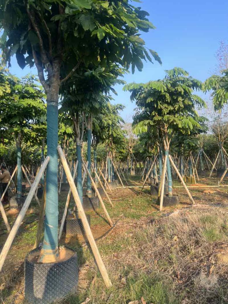 无忧树12-15分，各种规格，大量低价出售