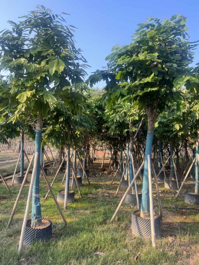无忧树12-15分，各种规格，大量低价出售