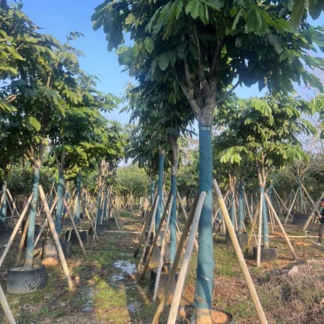 无忧树12-15分，各种规格，大量低价出售