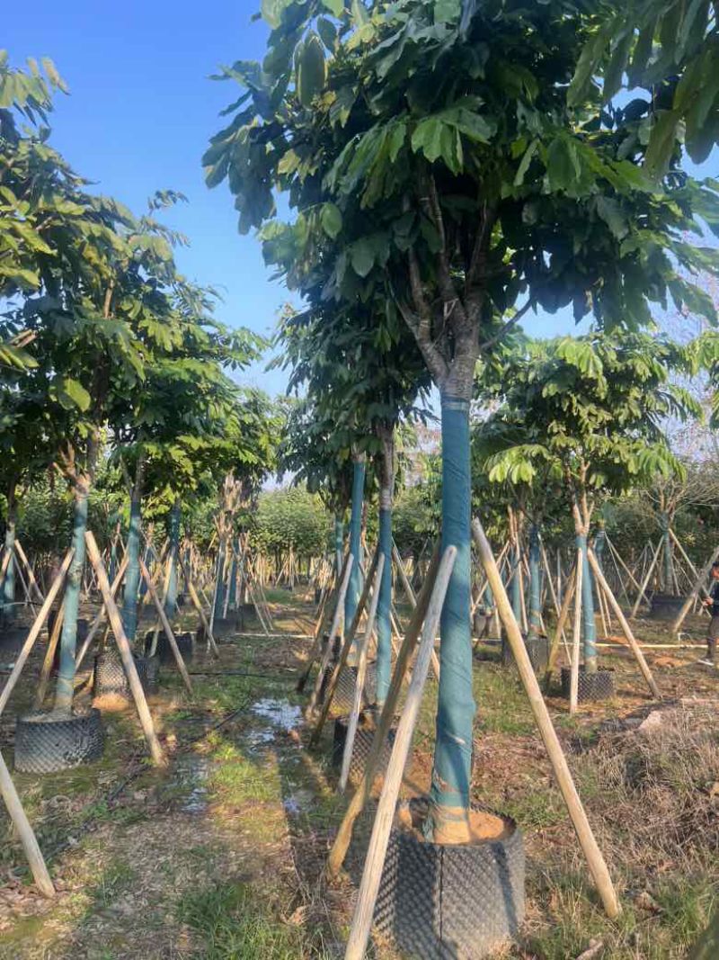 无忧树12-15分，各种规格，大量低价出售