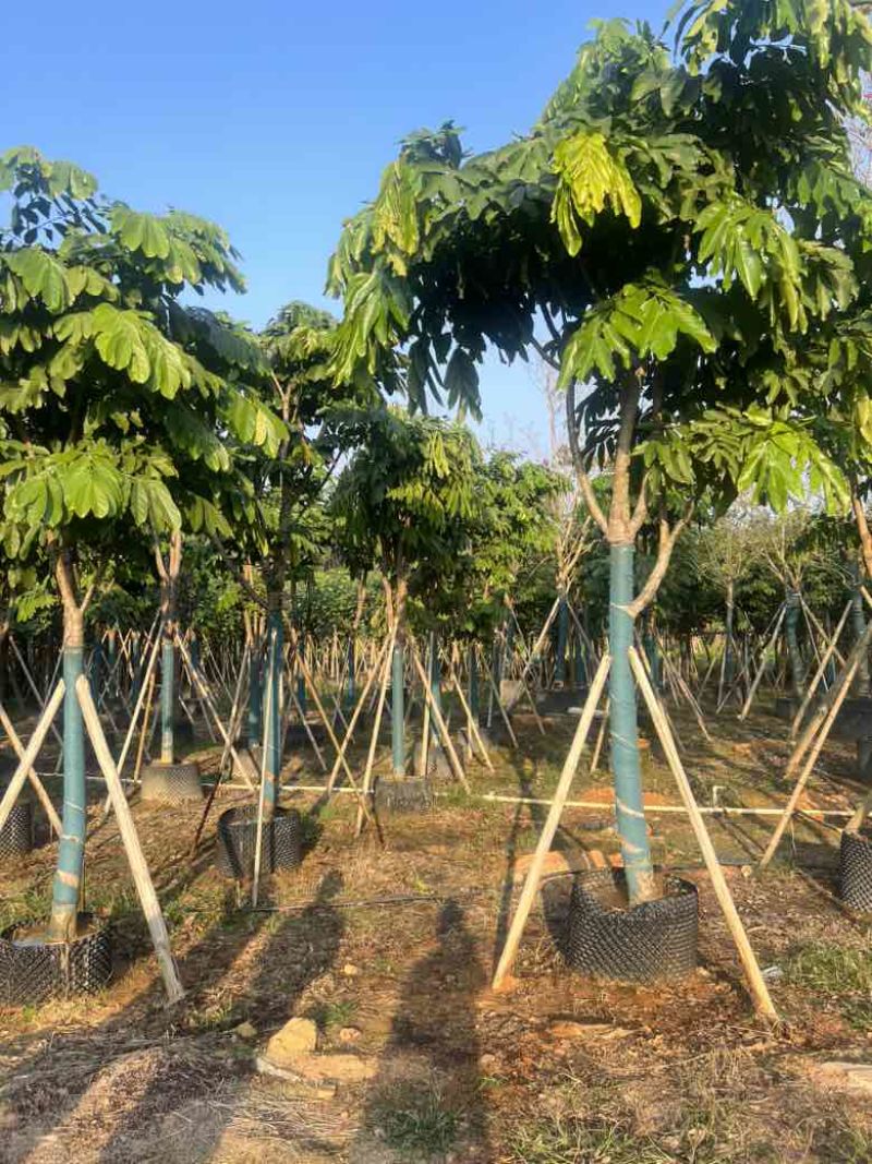 无忧树12-15分，各种规格，大量低价出售