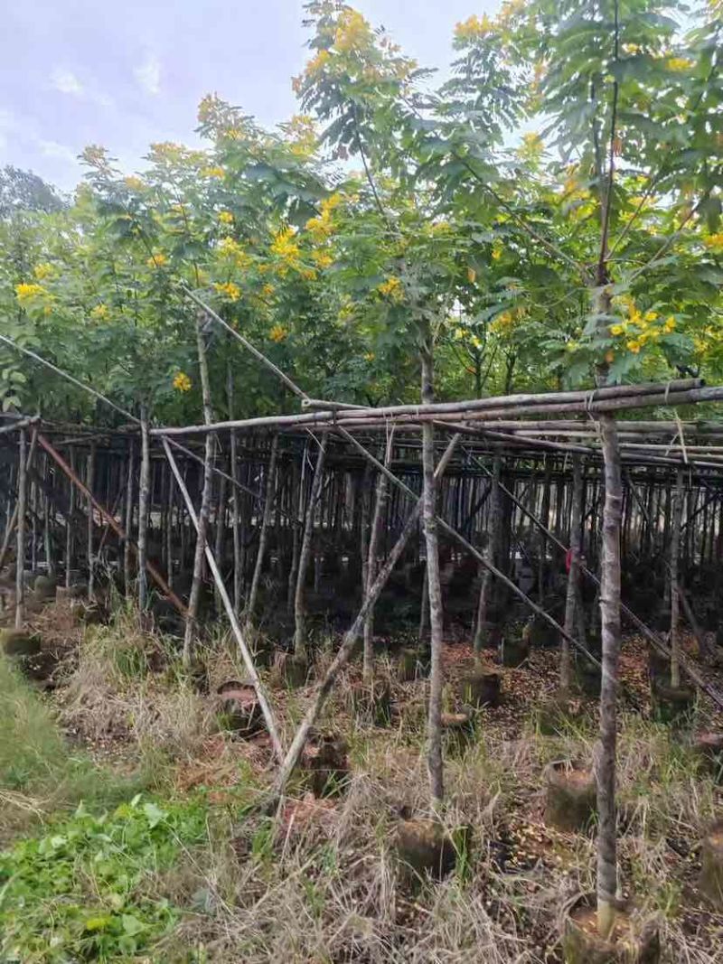 黄槐3-10分，各种规格，大量低价出售