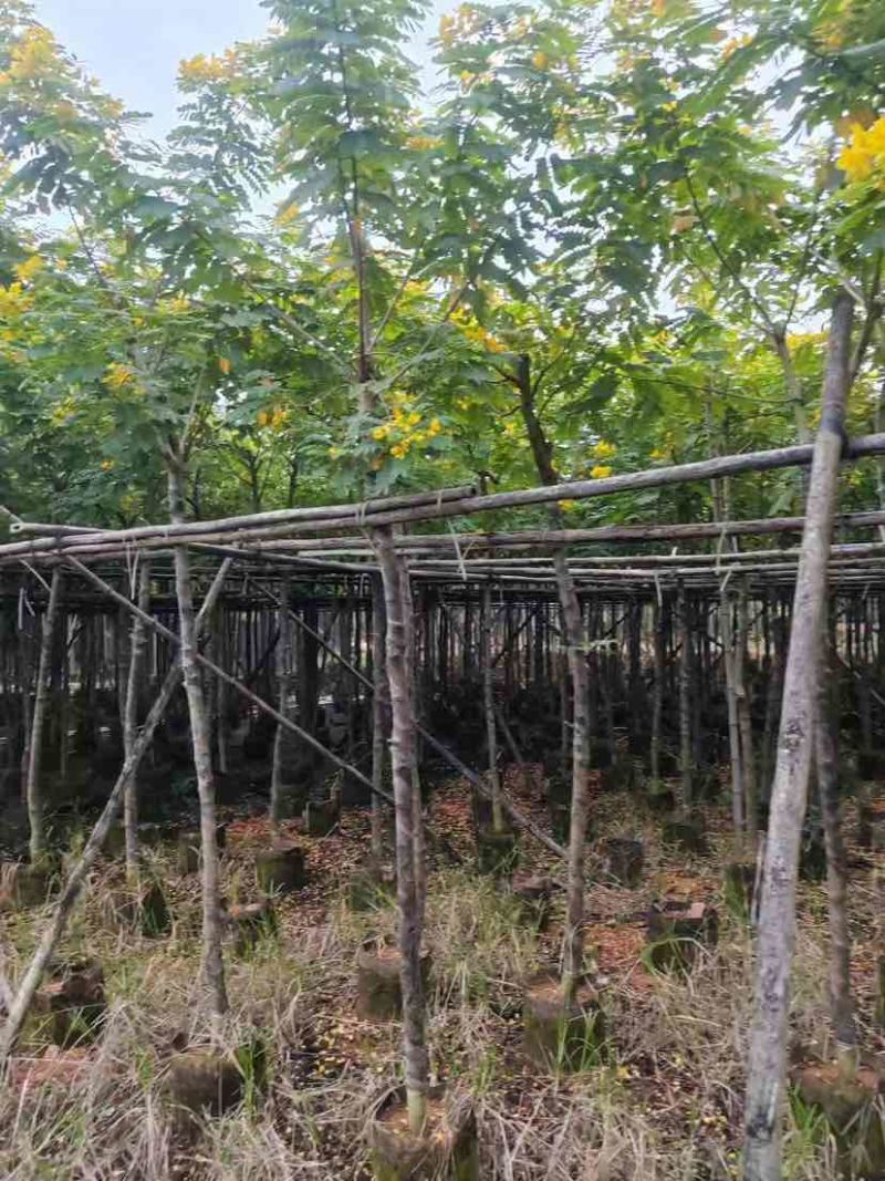 黄槐3-10分，各种规格，大量低价出售