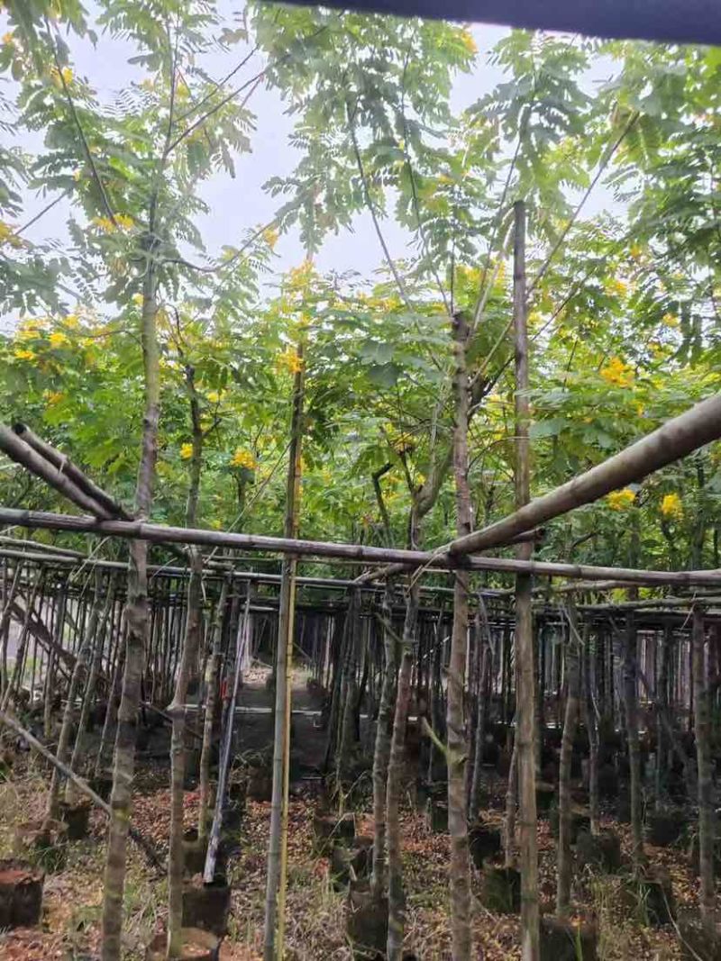 黄槐3-10分，各种规格，大量低价出售