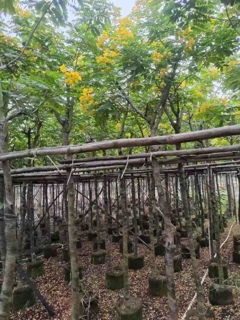 黄槐3-10分，各种规格，大量低价出售