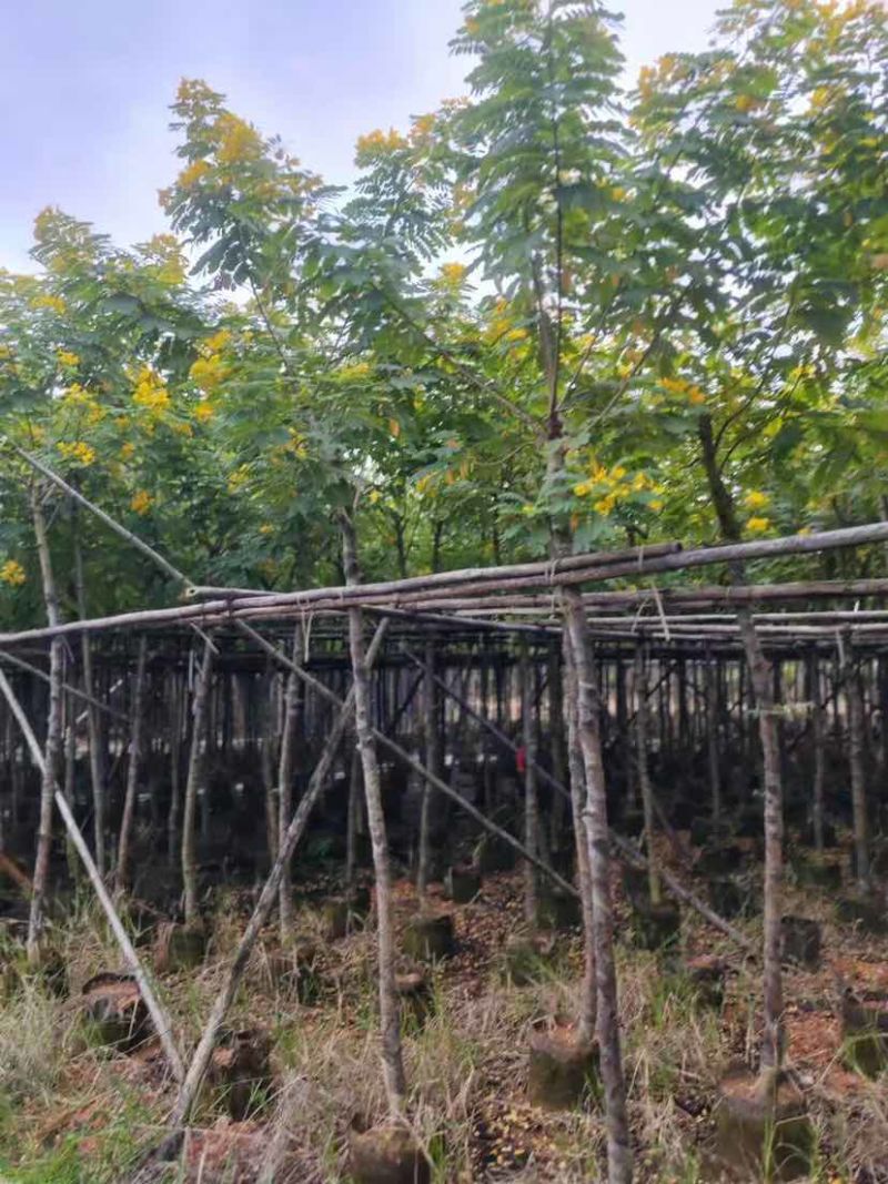 黄槐3-10分，各种规格，大量低价出售