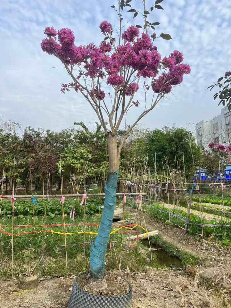 紫花风铃木2-12分，各种规格，大量低价出售