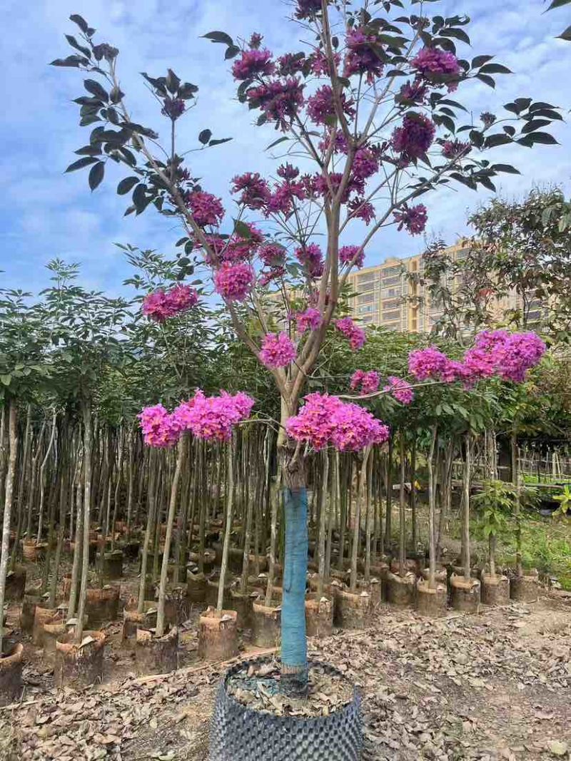 紫花风铃木2-12分，各种规格，大量低价出售