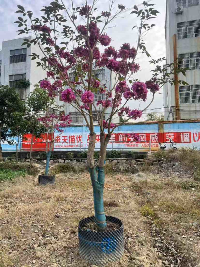 紫花风铃木2-12分，各种规格，大量低价出售