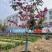紫花风铃木2-12分，各种规格，大量低价出售