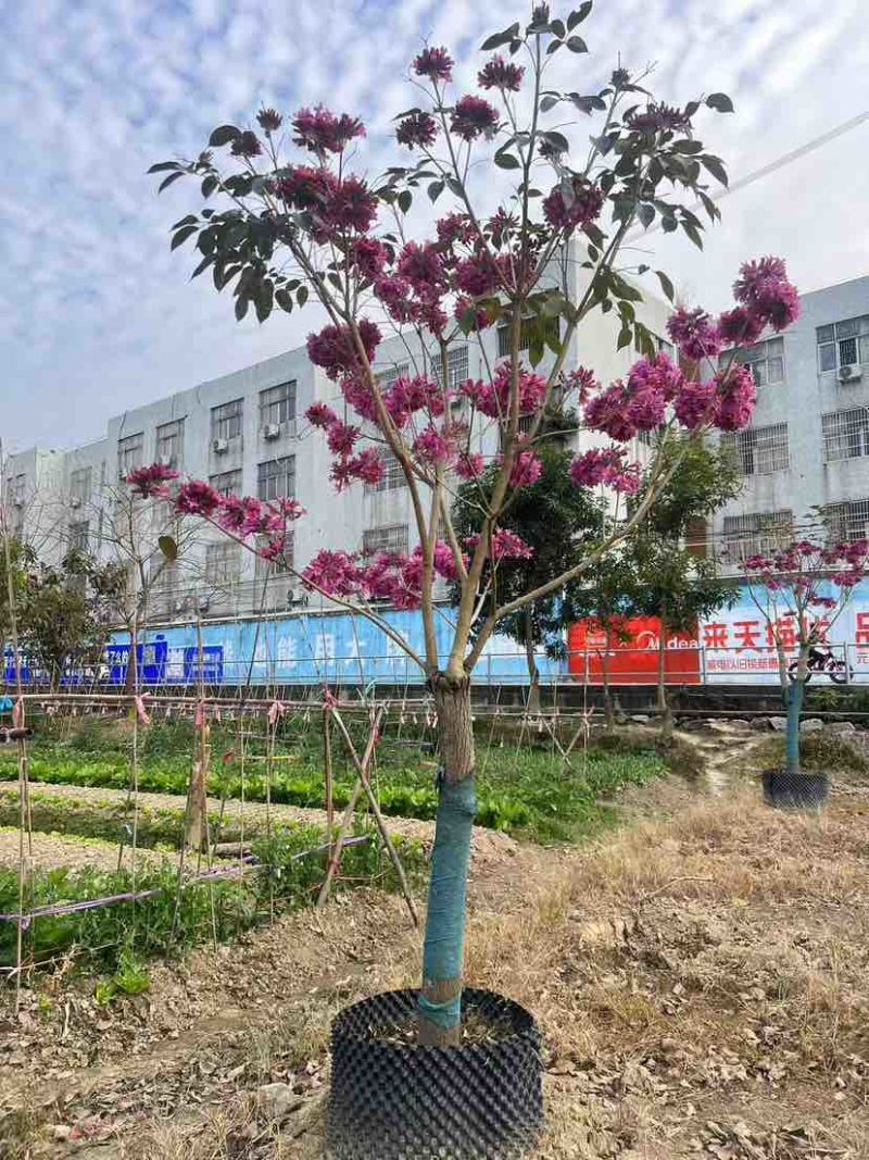 紫花风铃木2-12分，各种规格，大量低价出售
