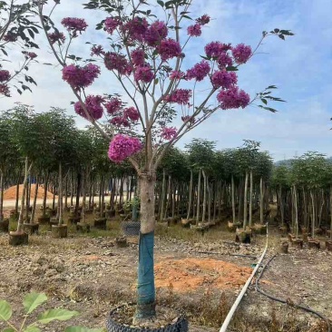 紫花风铃木2-12分，各种规格，大量低价出售
