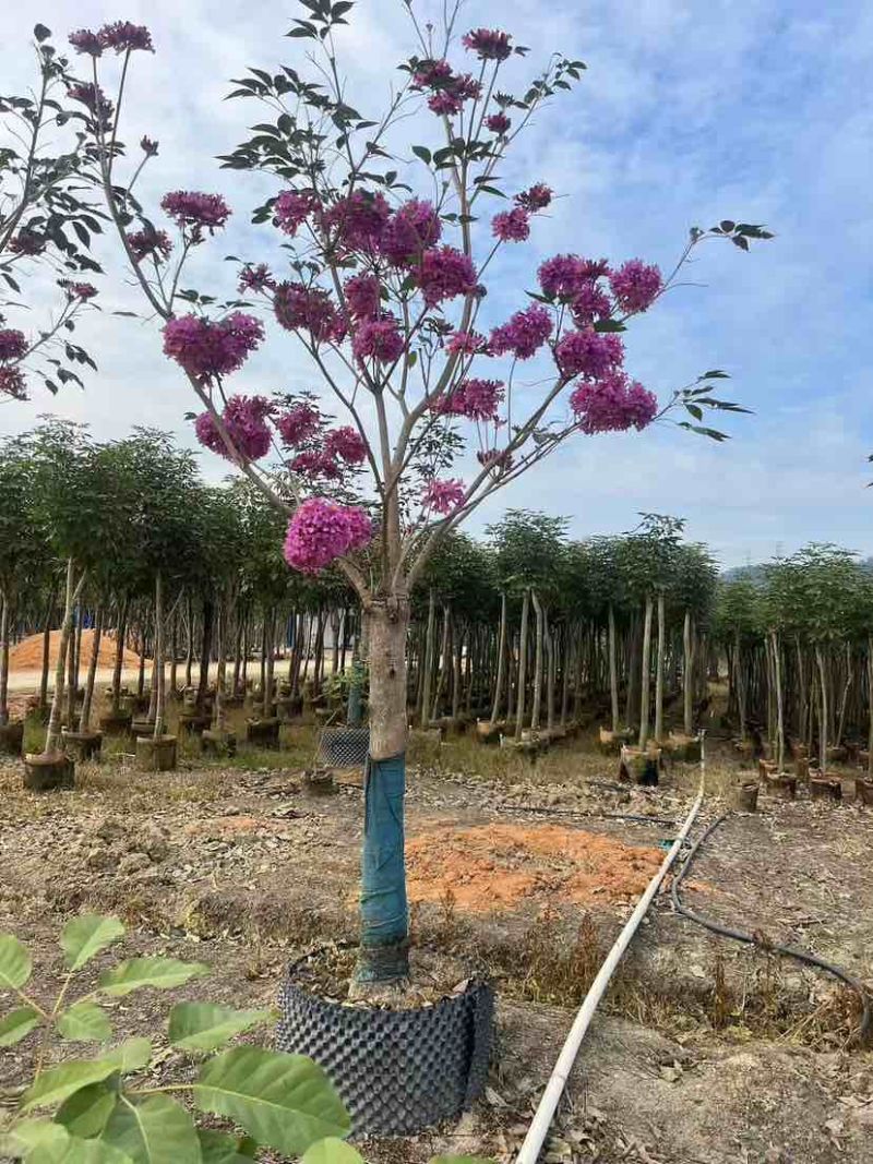 紫花风铃木2-12分，各种规格，大量低价出售