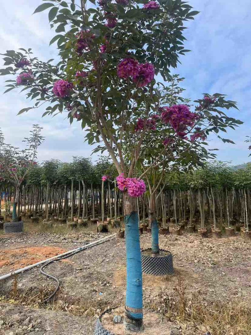 紫花风铃木2-12分，各种规格，大量低价出售