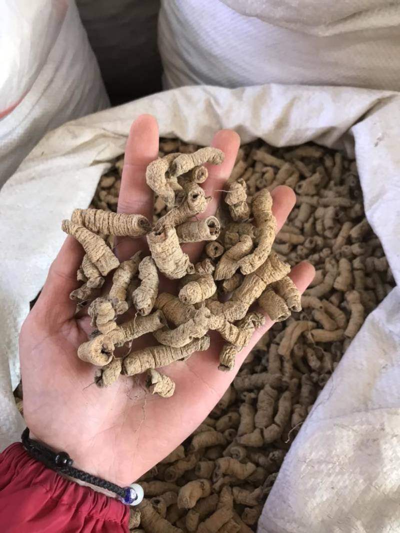 巴戟天生晒无硫煲汤泡酒产地直销批发零售均可欢迎选购