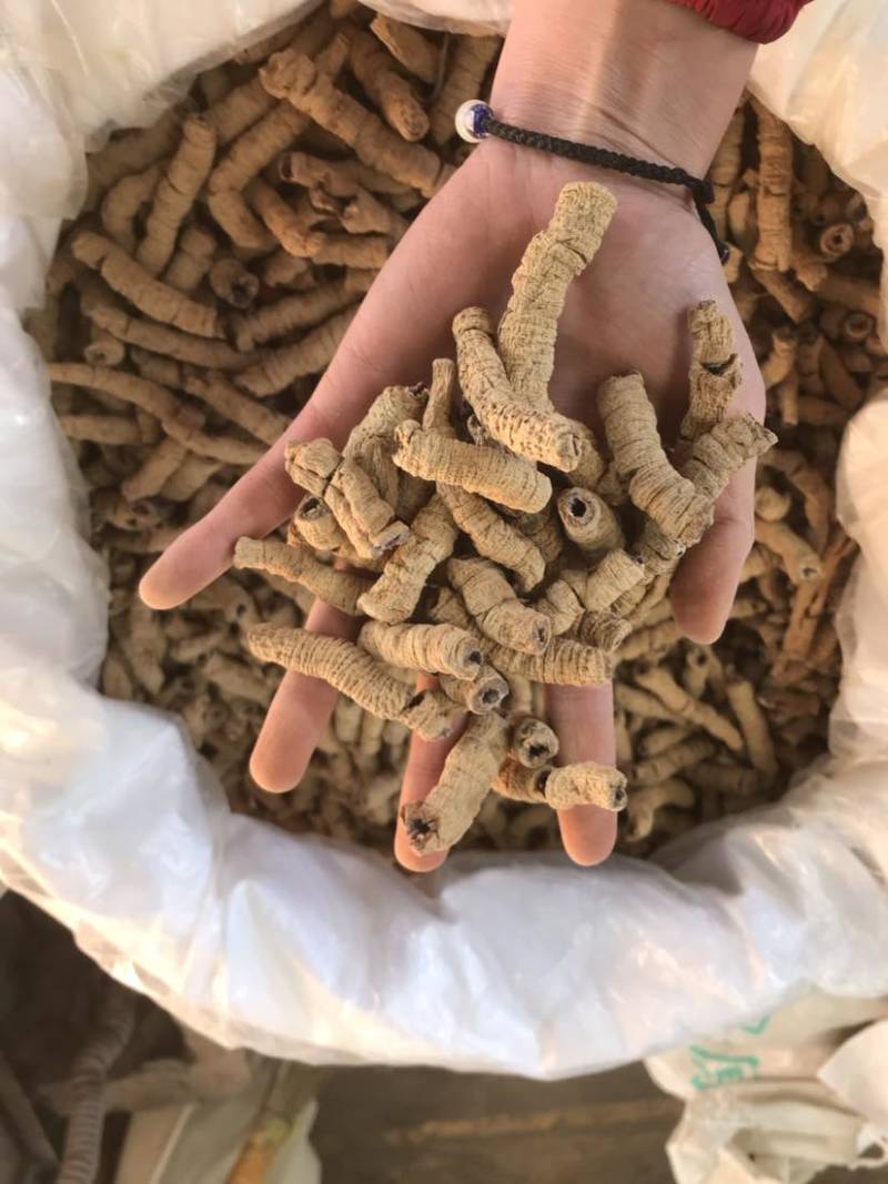 巴戟天生晒无硫煲汤泡酒产地直销批发零售均可欢迎选购